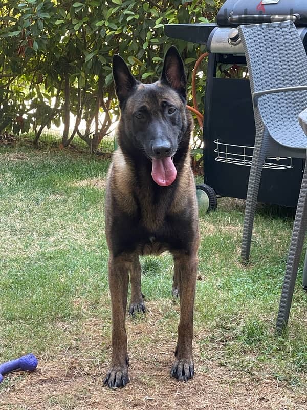 malinois for mating 0