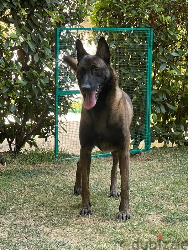 malinois for mating 1