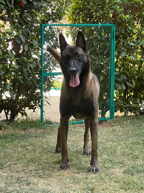 malinois for mating 2