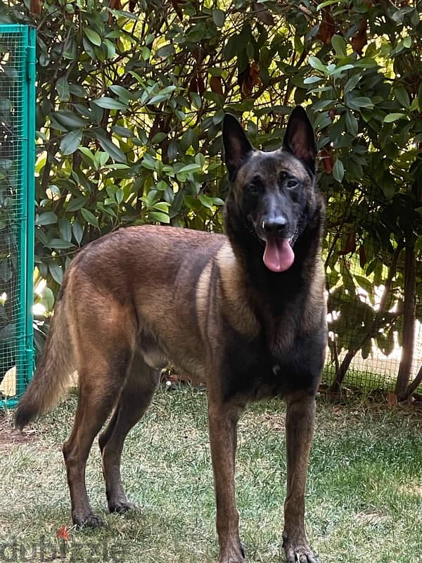 malinois for mating 3