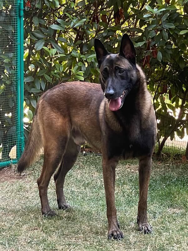 malinois for mating 4