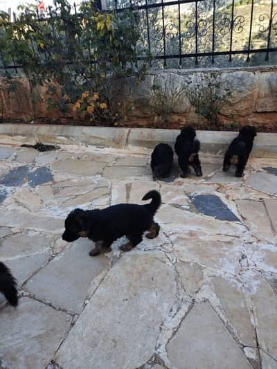 puppies for sale