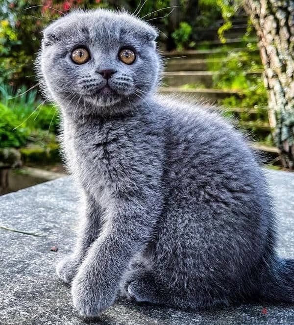 scottish fold 0