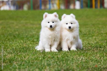 samoyed puppy