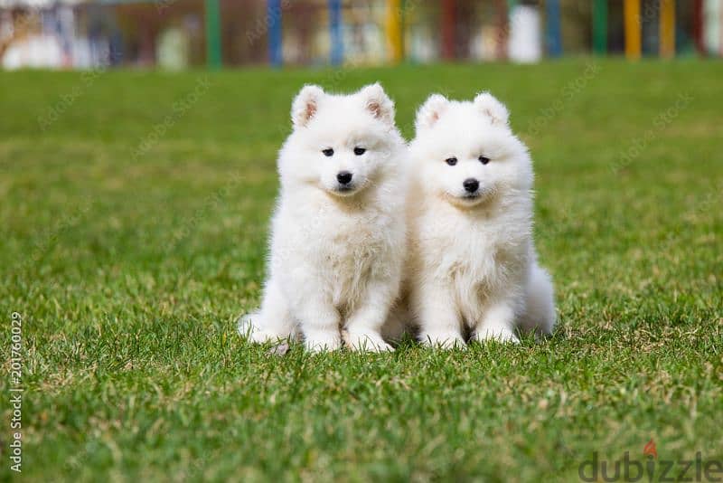 samoyed puppy 0