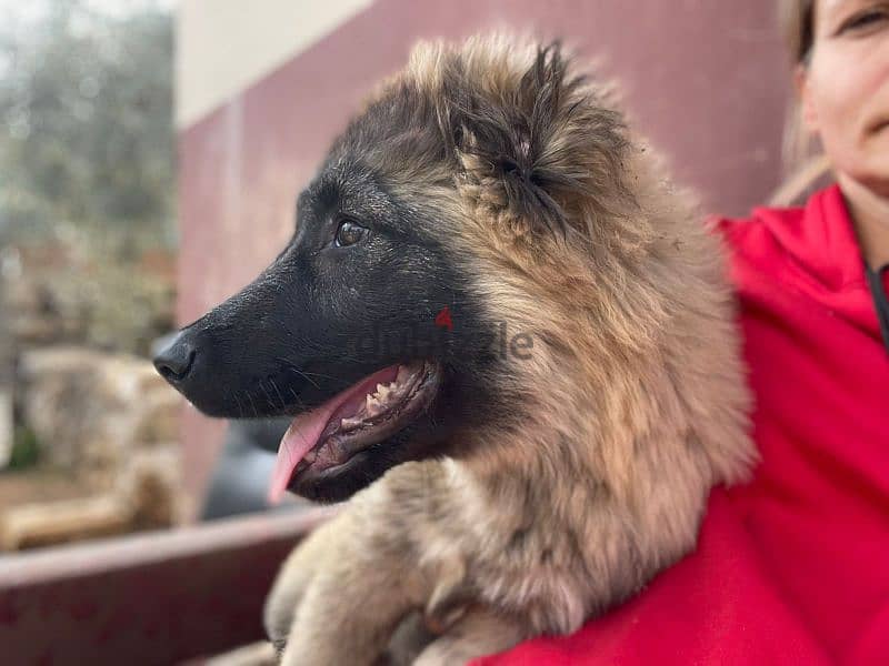 caucasian shepherd 0