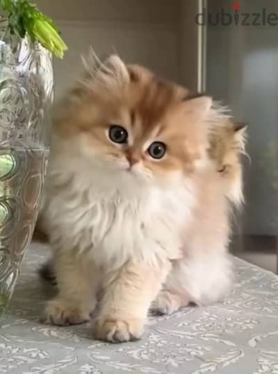 Majestic British Golden Chinchilla long hair kitten Imported Cat قطط