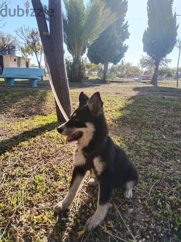 Lapponian herder dog 0