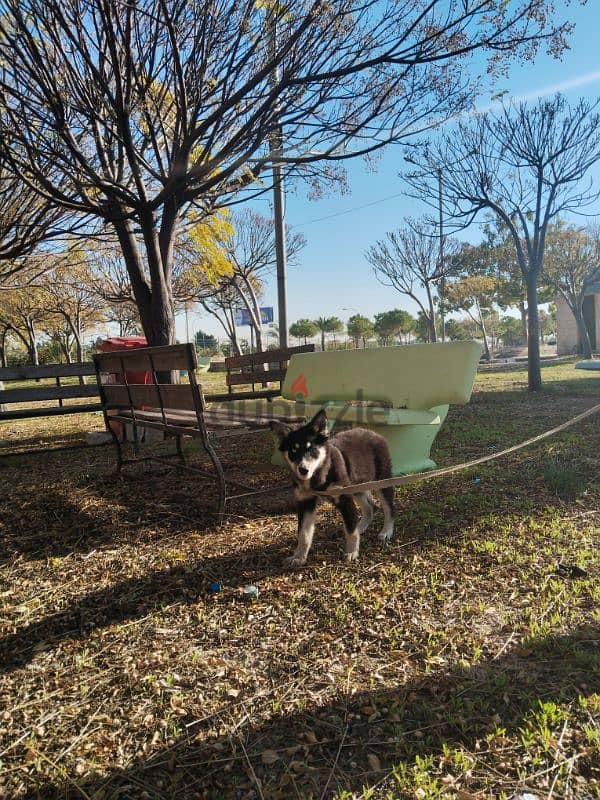 Lapponian herder dog 2