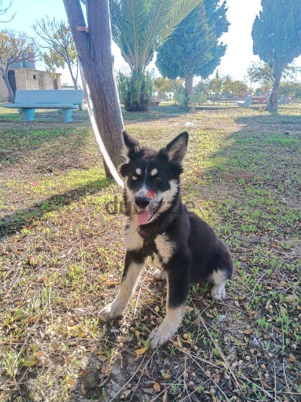 Lapponian herder dog 4