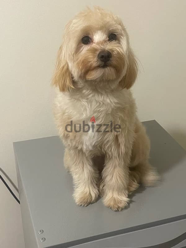 **Adorable Maltipoo for Only $1000!** 0