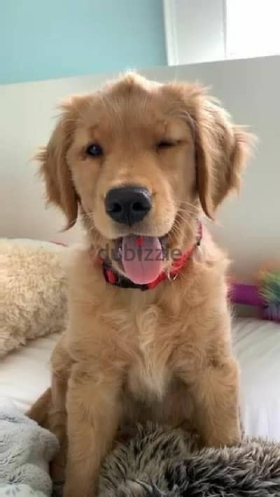 Golden Retriever Gold Bear Face