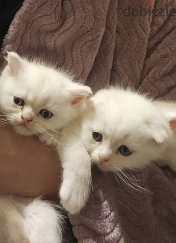 Scottish fold and scottish mix very cute 0