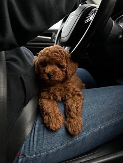 Red Toy Poodle Imported CUTENESS