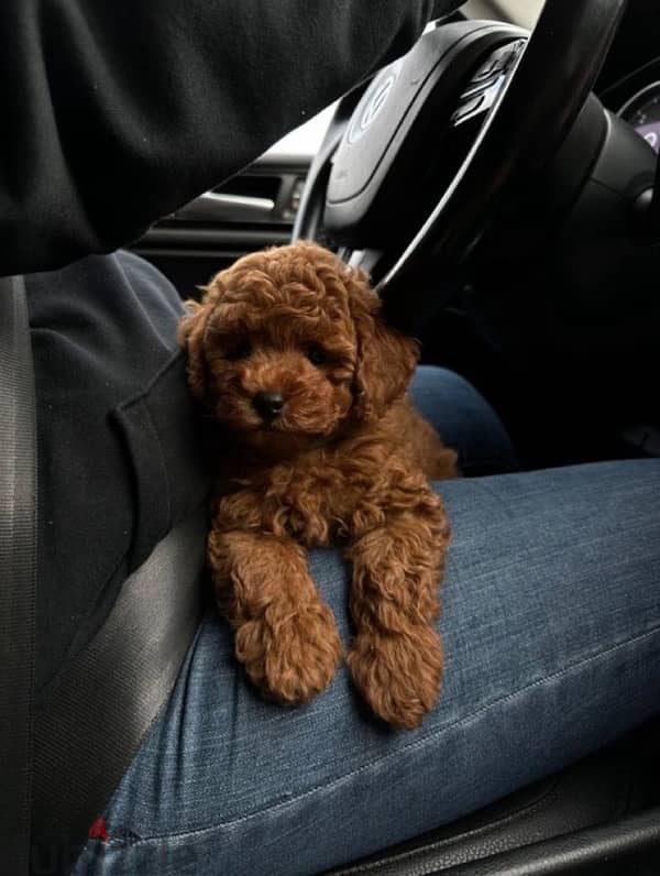 Red Toy Poodle Imported CUTENESS 0