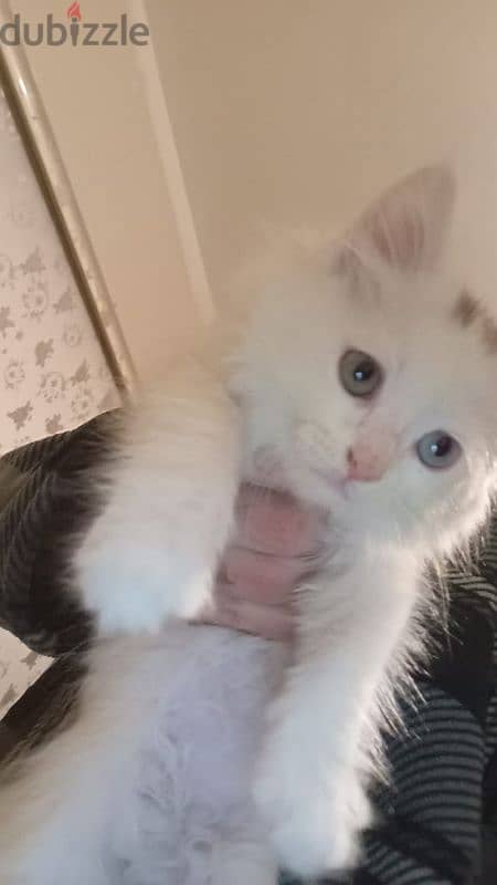 white cute kitten 0