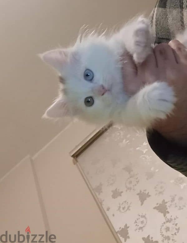 white cute kitten 1