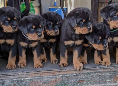 rottweiler