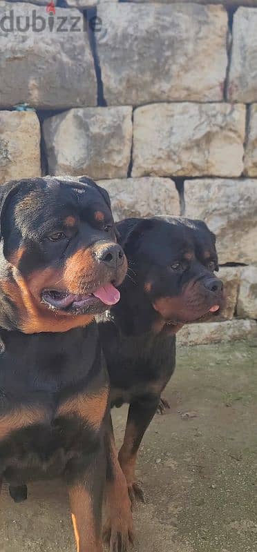 rottweiler Serbia blood 2