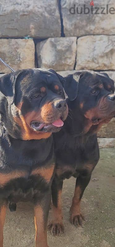 rottweiler Serbia blood 4