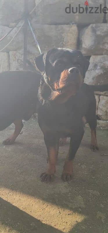 rottweiler Serbia blood 5