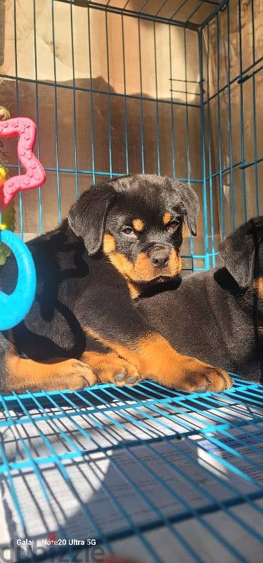 rottweiler Serbia blood 6