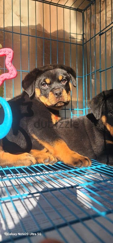 rottweiler Serbia blood 8