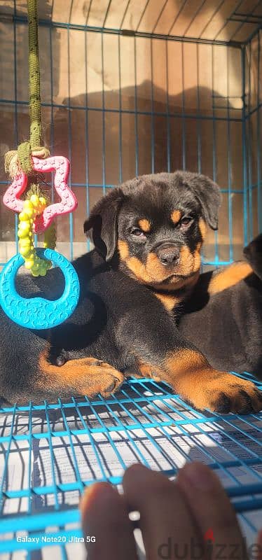 rottweiler Serbia blood 12