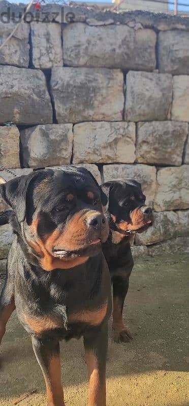 rottweiler blood champion 19