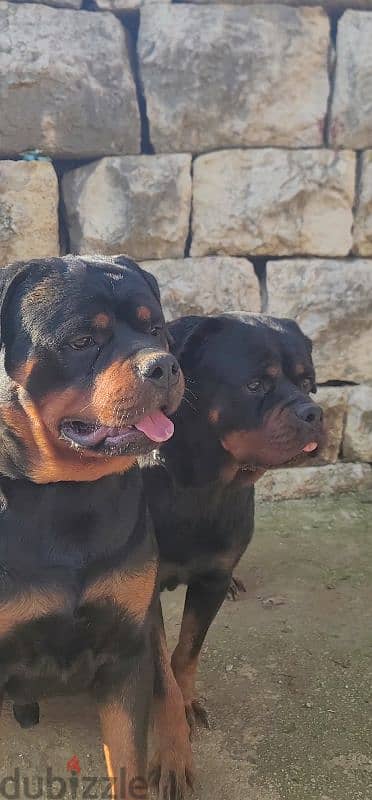 rottweiler Serbia blood champion 18