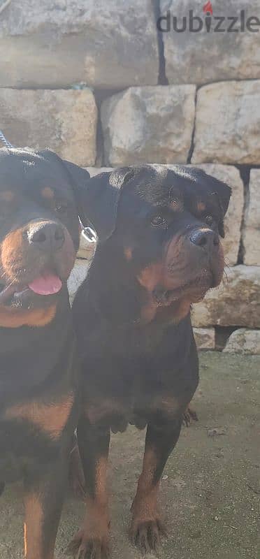 rottweiler Serbia blood champion 19