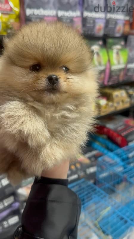 Pomeranian teacup boy and girl 0