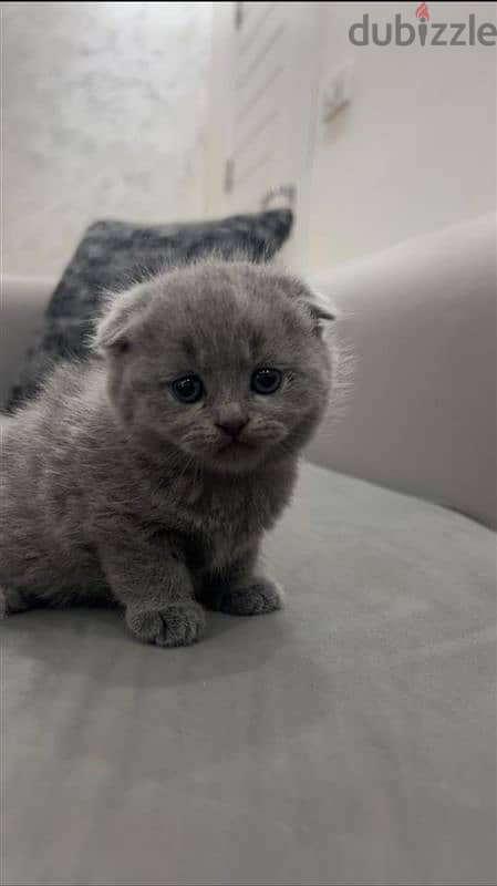 Pure Scottish fold kittens HIGHT QUALITY 1