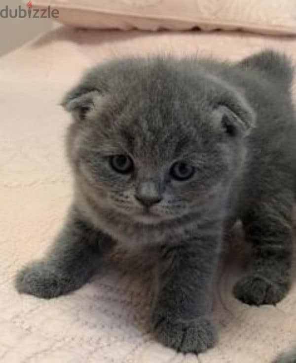 Pure Scottish fold kittens HIGHT QUALITY 2