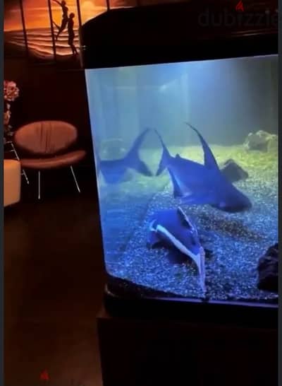 Aquarium fish tank customized 2m-1m