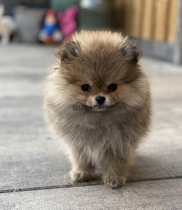 Pomeranian teacup /بومرينيان/كلاب/جرو/ 1