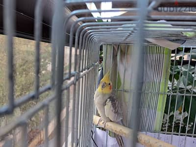 cockatiel with cage