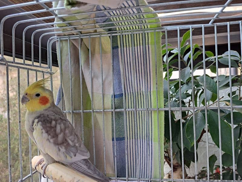 cockatiel 1