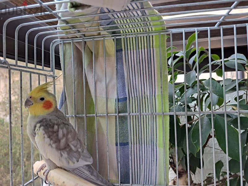 cockatiel with cage 2