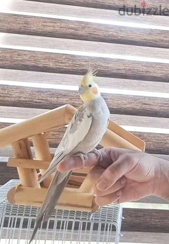 cockatiel with cage 3