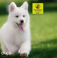 White Swiss shepherd 0