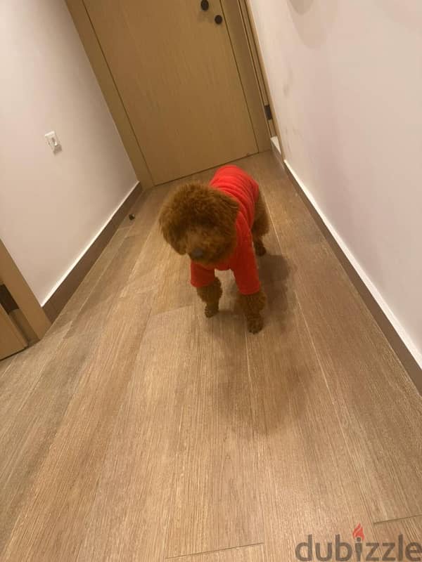 toy poodle 9 month dog vaccine 2