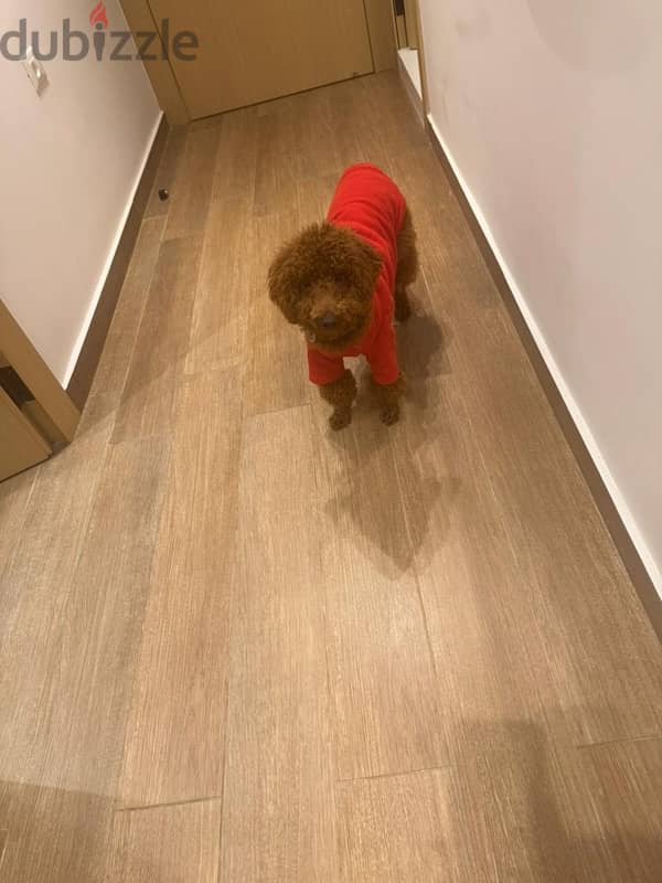 toy poodle 9 month dog vaccine 4