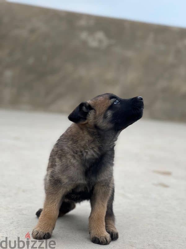 malinois puppies 2