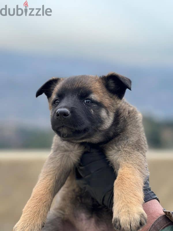 malinois puppies 3