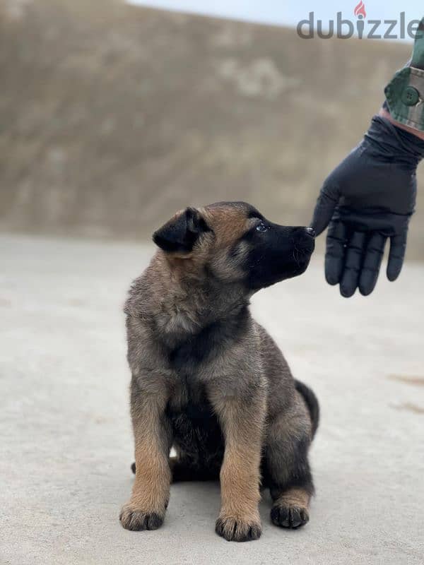 malinois puppies 4