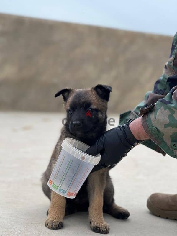 malinois puppies 5