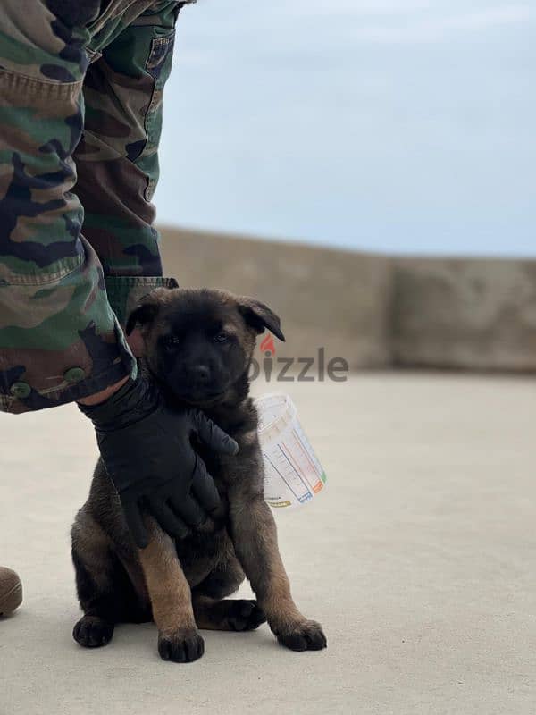 malinois puppies 6