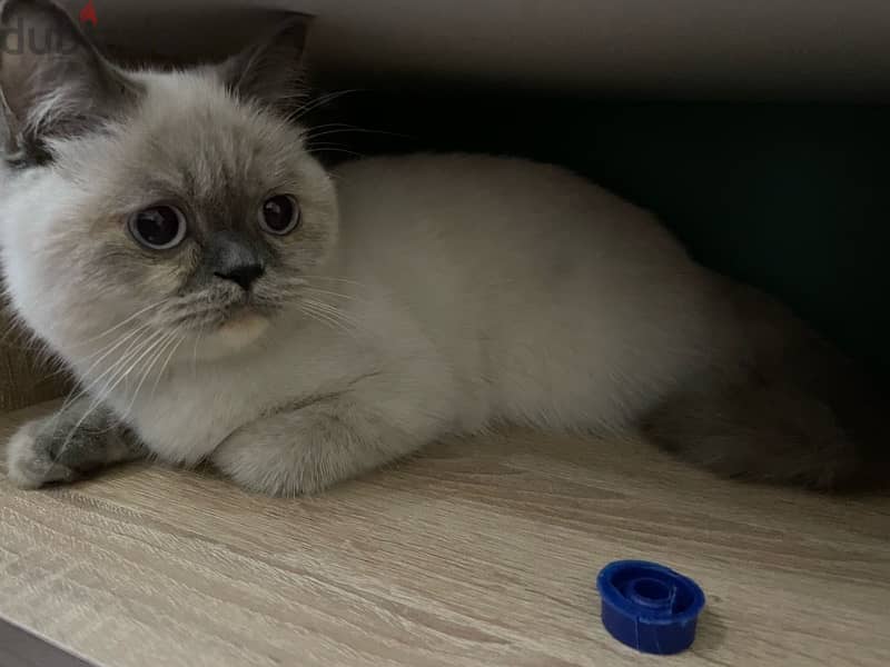 blue point cat for sale 1