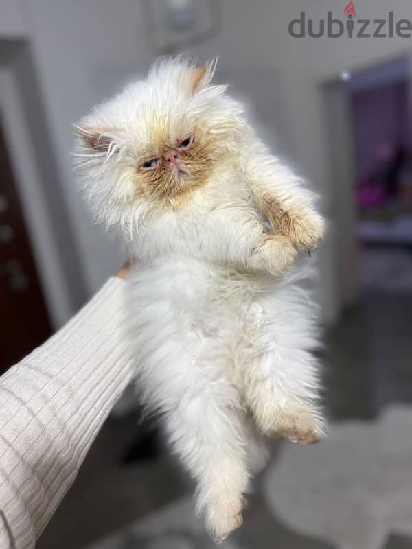 himalayan cat for sale 0